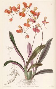 Comparettia coccinea door Miss Drake